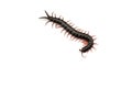 Centipede isolated on white background Royalty Free Stock Photo