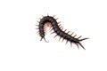 Centipede isolated on white background Royalty Free Stock Photo