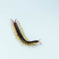 Giant centipede isolated on white background Royalty Free Stock Photo