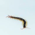 Giant centipede isolated on white background Royalty Free Stock Photo