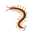 Giant centipede, Scolopendra gigantea. Poison insect with many legs. Dangerous Amazonian arthropod animal. Tropical