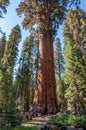 Giant and centuries-old sequoias in the forest of Sequoia National Park, California, USA Royalty Free Stock Photo