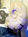 Giant Chambered Nautilus