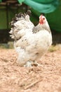 Giant chicken Brahma standing on ground in Farm area Royalty Free Stock Photo