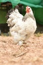 Giant chicken Brahma standing on ground in Farm area