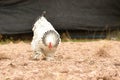 Giant chicken Brahma standing on ground in Farm area Royalty Free Stock Photo