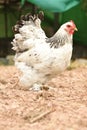 Giant chicken Brahma standing on ground in Farm area Royalty Free Stock Photo