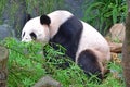 Giant Chinese Panda sitting while eating bamboo