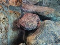 Giant Chinese Salamander on Rocks