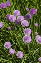 Giant Chives Allium schoenoprasum Sibiricum Royalty Free Stock Photo