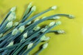 Giant chives with flower buds on bright green background, copy space