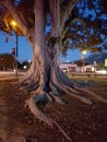 Giant City Park Magnolia Tree