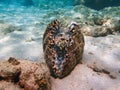 Giant with Brightly Colored Interior on Sandy Ocean Floor