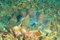 Giant clam among blade fire corals or plate fire corals Royalty Free Stock Photo