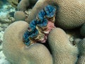 Giant clam with corals in sea, underwater landscape with sea life