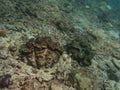 Giant clam found at coral reef area at Pulau Geluk Malaysia Royalty Free Stock Photo