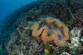 Giant Clam Growing on Coral Reef in Indonesia