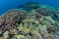 Giant Clam Growing on Healthy Coral Reef in Indonesia