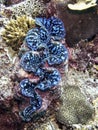 Neon Blue Giant on Coral Reef with Brittle Starfish Tentacle