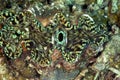 Giant Clam, Perhentian Island, Terengganu Royalty Free Stock Photo