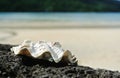seashell on contrasting black lava rock Bora Bora, French Polynesia Royalty Free Stock Photo