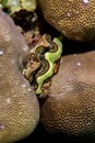 Giant clam (Porites sp)