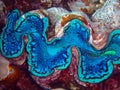 Giant clam, Tridacna