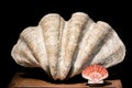 Giant clam Tridacna gigas bivalve mollusk and scallop shell specimens Royalty Free Stock Photo