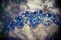 Electric Blue Colors Giant Clam Tridacna gigas