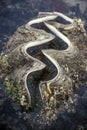 Giant Clam Tridacna gigas in Palau