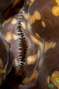 Giant clam Tridacna sp.