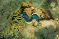 Giant Clam Tridacna squamosa Giant clam and Scaly Clam. Bright blue coloring marine animal. It is distinguished by large. Royalty Free Stock Photo