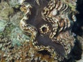 Giant clam. V9EG1198. Royalty Free Stock Photo