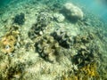 Giant clams under water at sanctuary and reserve, Upolu Isl