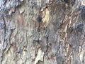 Giant close-up tree bark, close-up shot, brown tree bark texture