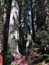 Redwoods National Park with Hiking Trail through Grove of Giant Trees, Northern California Royalty Free Stock Photo