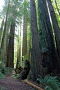 Redwood National Park UNESCO World Heritage Site, Northern California, USA Royalty Free Stock Photo