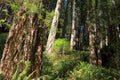 Giant Coast Redwood Trees, Sequoia Sempervirens, in Redwoods National Park, Northern California Royalty Free Stock Photo