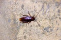 giant cockroach Periplaneta