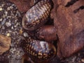 Giant cockroaches crawl around Royalty Free Stock Photo