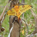 Giant comet moth of Madagascar Royalty Free Stock Photo