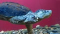 Giant common snapping turtle Chelydra serpentina swimming in zoo aquarium