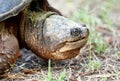 Close up portrait of large Snapping Turtle showing beak like jaws