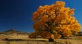 Giant Cottonwood Tree