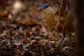 Giant coua, Coua gigas, bird in the nature habitat, Kirindy Dorest in Madagascar. Giant coua, endemic bird in the nature habitat,