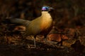 Giant coua, Coua gigas, bird in the nature habitat, Kirindy Dorest in Madagascar. Giant coua, endemic bird in the nature habitat,