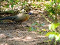 Â´The Giant Coua, Coua gigas, foraging in Zombitse-Vohibasia National Park Madagascar wildlife Royalty Free Stock Photo