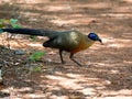 Â´The Giant Coua, Coua gigas, foraging in Zombitse-Vohibasia National Park Madagascar wildlife Royalty Free Stock Photo