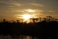 Summer evening giant hogweed sunset on waters near Grou in Friesland