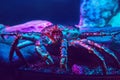 Giant crab lobster in blue red neon light under water in aquarium. Sea ocean marine wildlife animal with claws crawling on ground Royalty Free Stock Photo